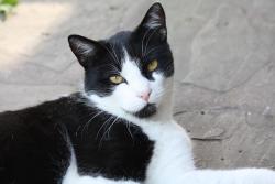 Found/Stray Unknown Cat last seen Sundance, San Diego, CA 92129