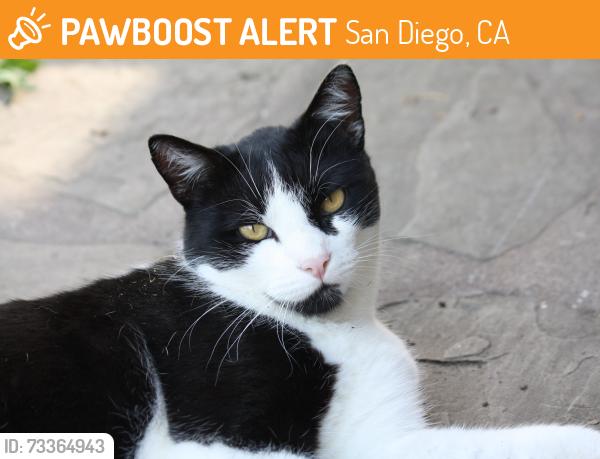 Found/Stray Unknown Cat last seen Sundance, San Diego, CA 92129