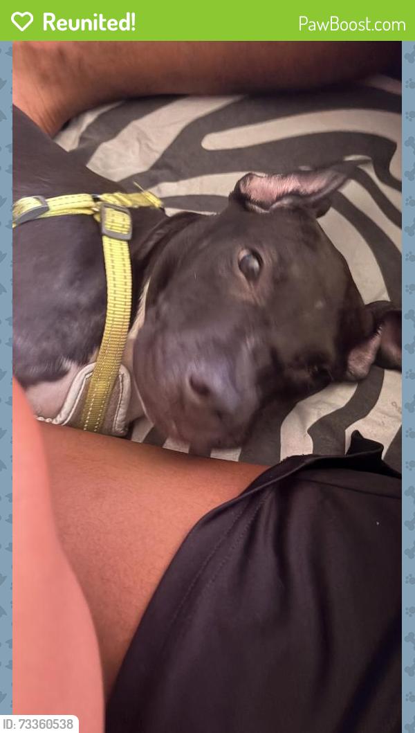 Reunited Male Dog last seen jefferson ave brooklyn ny bedstuy area, Brooklyn, NY 11221