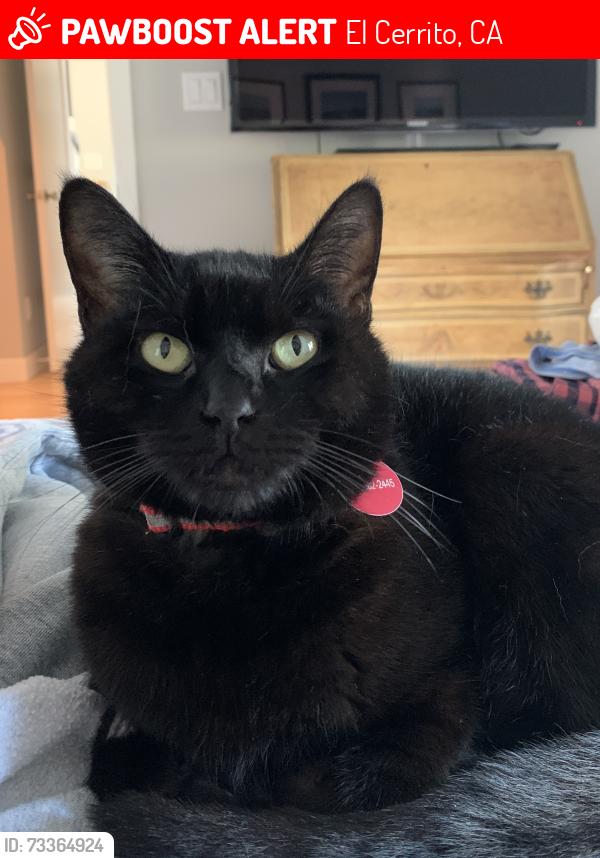 Lost Female Cat last seen Liberty at Moeser, El Cerrito, CA 94530