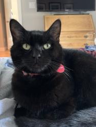 Lost Female Cat last seen Liberty at Moeser, El Cerrito, CA 94530