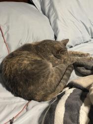 Reunited Female Cat last seen Vine hill, Martinez, CA 94553