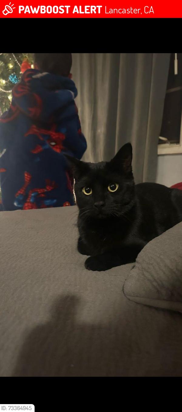 Lost Male Cat last seen 15th street west and avenue I around the monte vista school, Lancaster, CA 93534
