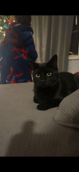 Lost Male Cat last seen 15th street west and avenue I around the monte vista school, Lancaster, CA 93534