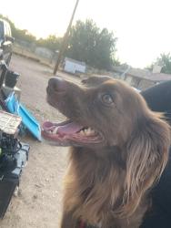 Reunited Male Dog last seen Willow St and Cottonwood, Hesperia, CA 92345