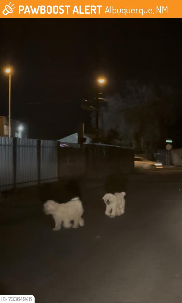 Found/Stray Unknown Dog last seen Isleta and brother Rd, Albuquerque, NM 87105