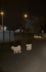 Found/Stray Unknown Dog last seen Isleta and brother Rd, Albuquerque, NM 87105
