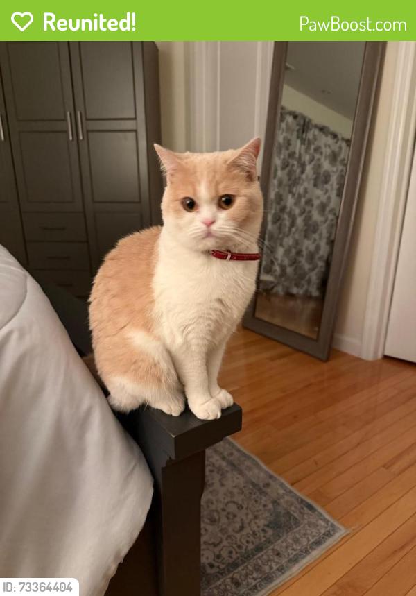 Reunited Female Cat last seen Rose Pl, Woodland Park, NJ 07424