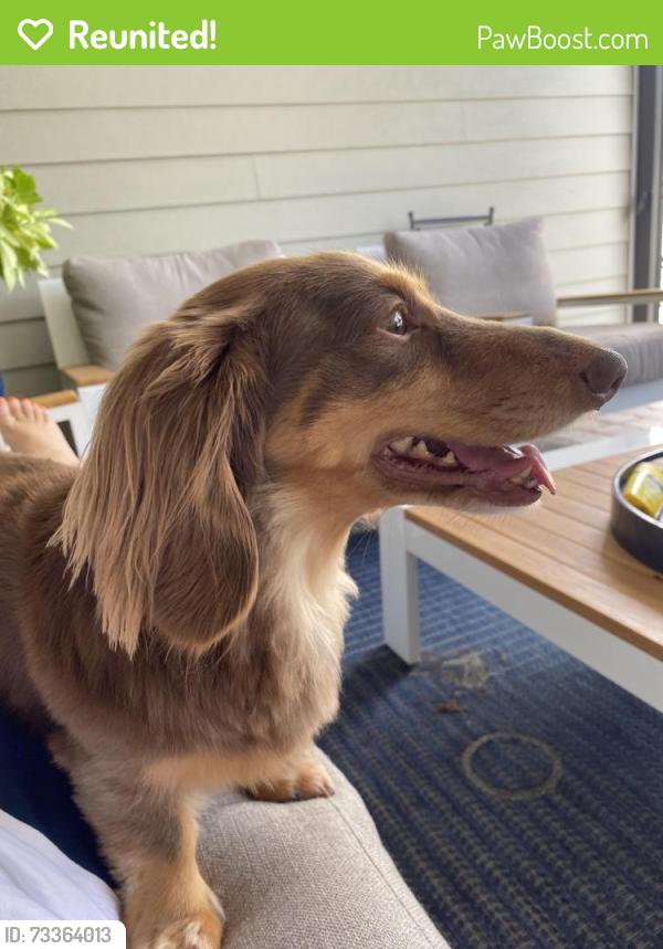 Reunited Male Dog last seen Cambridge Ave, Chicago, IL 60614