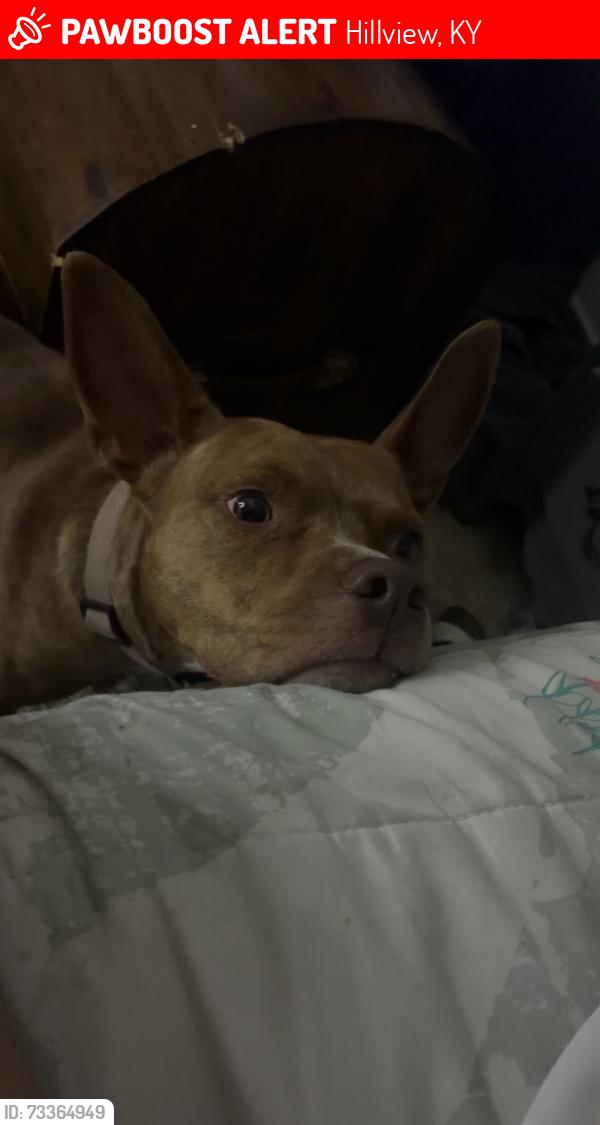 Lost Female Dog last seen lanette court, Hillview, KY 40229
