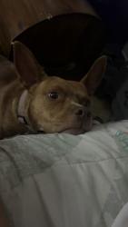 Lost Female Dog last seen lanette court, Hillview, KY 40229