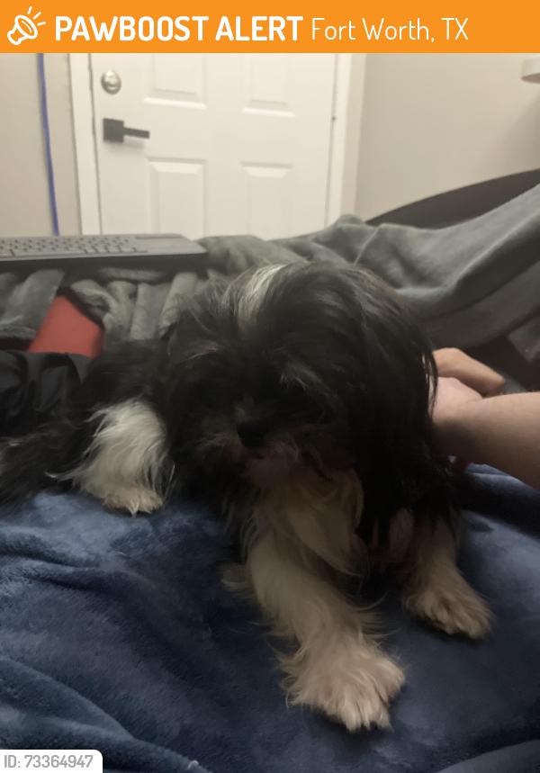 Found/Stray Male Dog last seen Near Park W Cir, Fort Worth, TX 76134