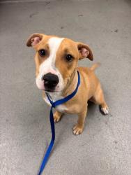 Shelter Stray Female Dog last seen GARLINGTON X COMMER, 1419 Bryant St, San Francisco, CA 94103, USA