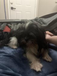 Found/Stray Male Dog last seen Near Park W Cir, Fort Worth, TX 76134