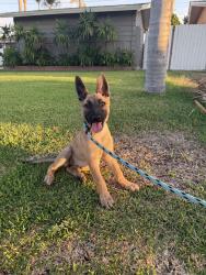 Found/Stray Female Dog last seen Brookhurst / Cerritos anaheim, Anaheim, CA 92804