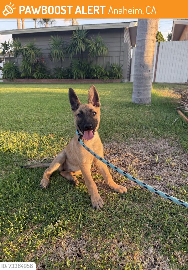 Found/Stray Female Dog last seen Brookhurst / Cerritos anaheim, Anaheim, CA 92804