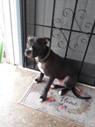 Reunited Male Dog last seen Lake Road, Killeen, TX 76543