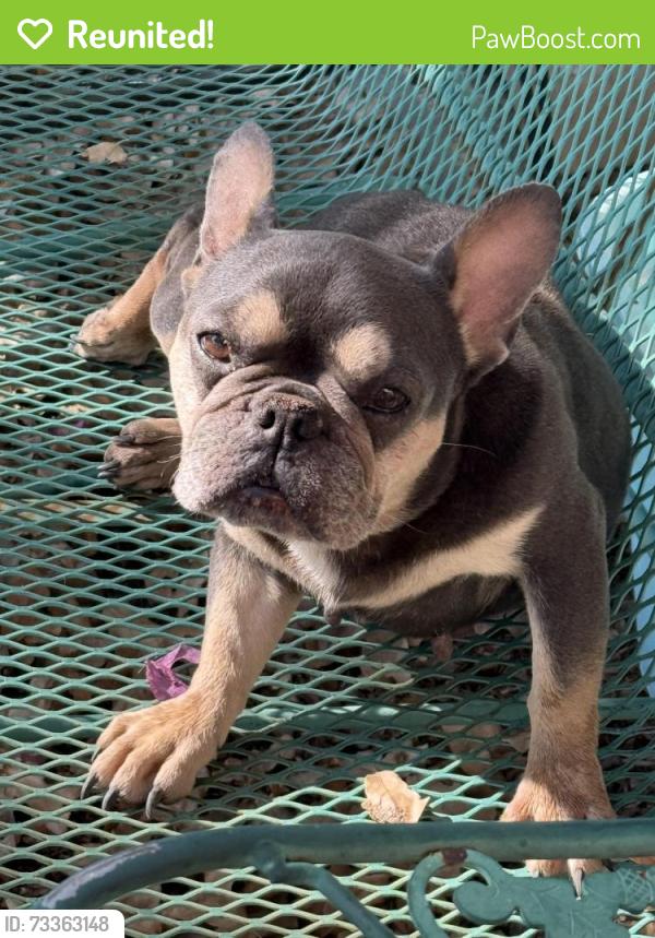 Reunited Unknown Dog last seen Near SW Green Oaks Blvd Arlington, TX 76017 United States, Arlington, TX 76017