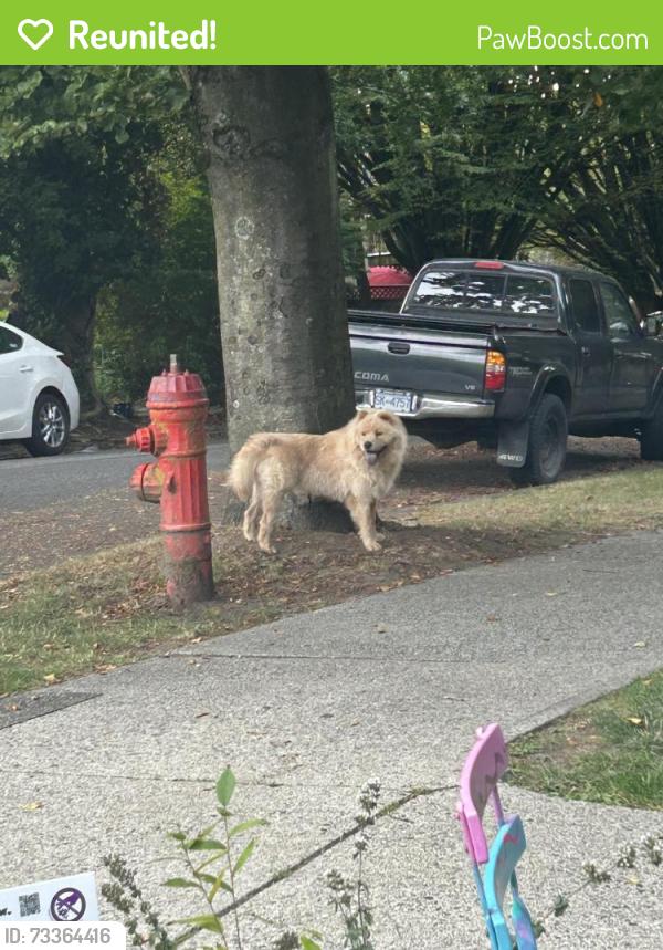 Reunited Unknown Dog last seen Cambridge and north garden, Vancouver, BC V5L 1E6
