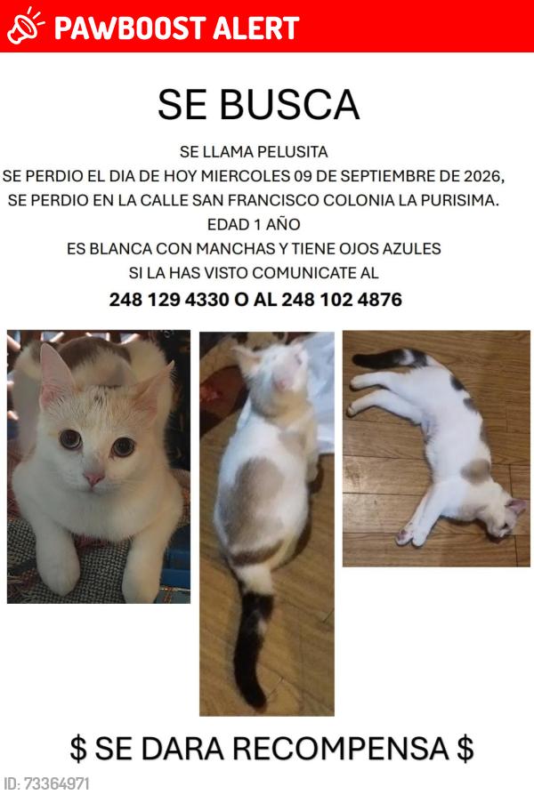Lost Female Cat last seen Calle San Francisco colonia la Purísima, San Martín Texmelucan de Labastida, Pue. 74030