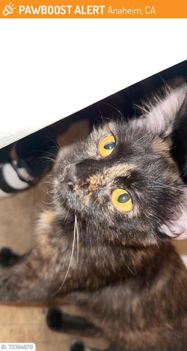Found/Stray Unknown Cat last seen Lincoln and beach, Anaheim, CA 92801