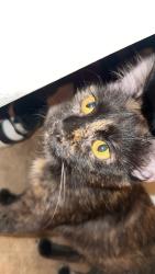 Found/Stray Unknown Cat last seen Lincoln and beach, Anaheim, CA 92801