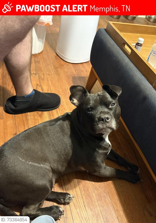 Lost Female Dog last seen Wrenwood st 38122, Memphis, TN 38122