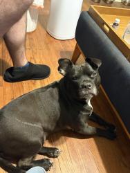 Lost Female Dog last seen Wrenwood st 38122, Memphis, TN 38122