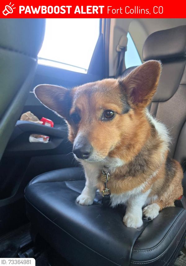 Lost Female Dog last seen Troutman Parkway, Fort Collins, CO 80526