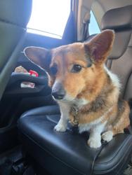 Lost Female Dog last seen Troutman Parkway, Fort Collins, CO 80526