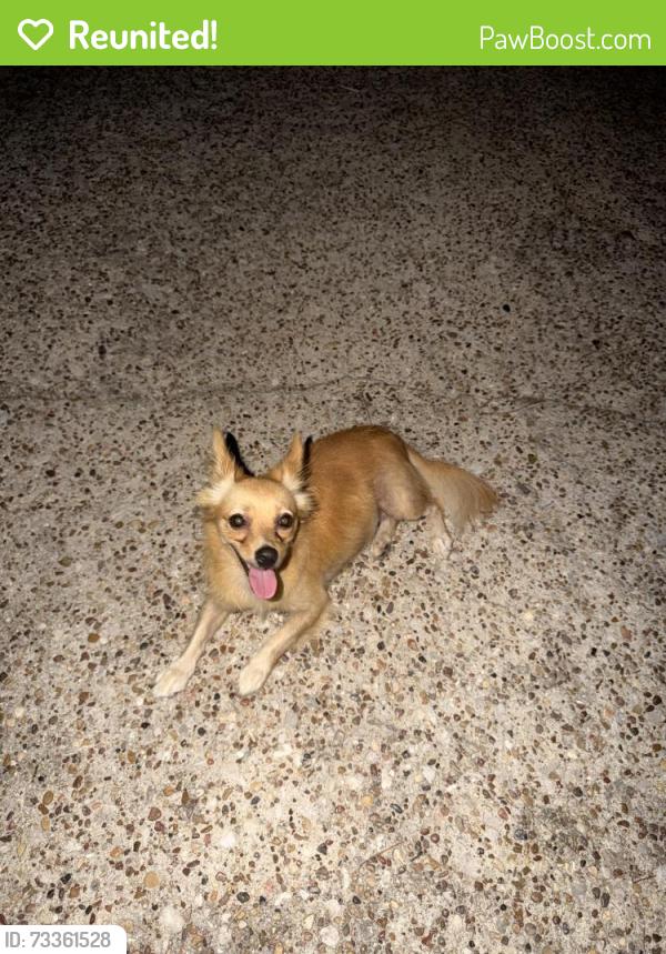 Reunited Female Dog last seen Fox haven , humble, Foxwood, TX 77338