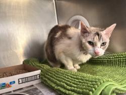 Shelter Stray Female Cat last seen Near Whitney Trl west street, City of Leander, TX, 1855 SE Inner Loop, Georgetown, TX 78626, USA