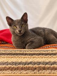 Shelter Stray Male Cat last seen S Swan Terrace, Homosassa, FL, 4030 S Airport Rd, Inverness, FL 34450, USA