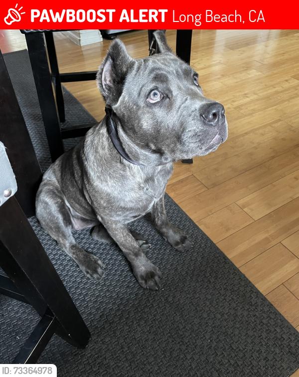 Lost Unknown Dog last seen Silverado park, Long Beach, CA 90810
