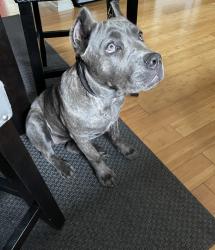 Lost Unknown Dog last seen Silverado park, Long Beach, CA 90810