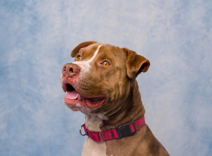 Shelter Stray Male Dog last seen Kinnear dog park, Seattle, WA, 2061 15th Ave W, Seattle, WA 98119, USA