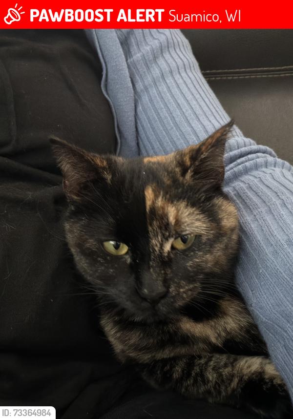 Lost Female Cat last seen Saint pats dr/white pine in suamico, Suamico, WI 54313