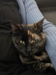 Lost Female Cat last seen Saint pats dr/white pine in suamico, Suamico, WI 54313