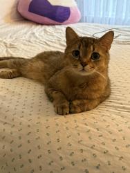 Found/Stray Male Cat last seen Carriage Trade Cleaners, Lower Southampton Township, PA 19053