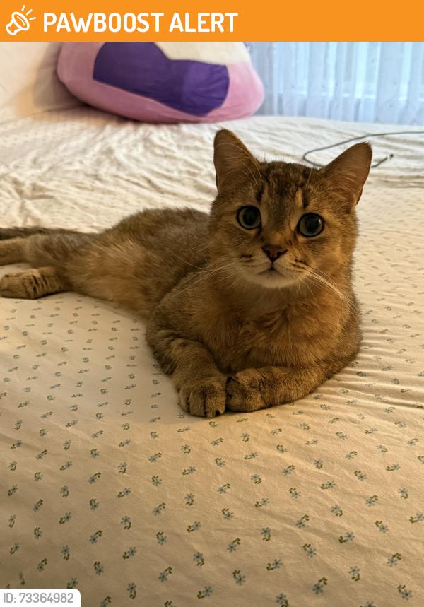 Found/Stray Male Cat last seen Carriage Trade Cleaners, Lower Southampton Township, PA 19053