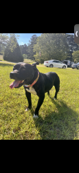Found/Stray Female Dog last seen White Rock Rd., Vass, NC 28394