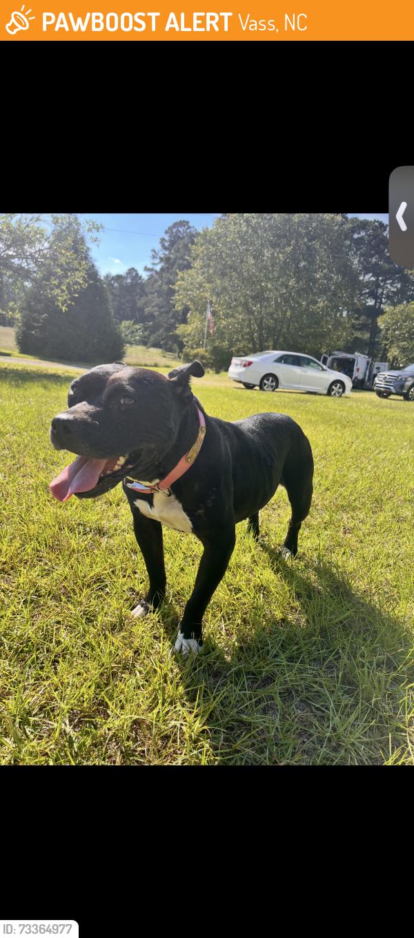 Found/Stray Female Dog last seen White Rock Rd., Vass, NC 28394