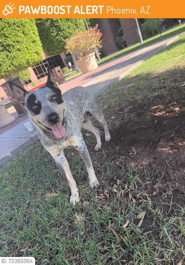 Found/Stray Male Dog last seen 44th st and McDowell, Phoenix, AZ 85008