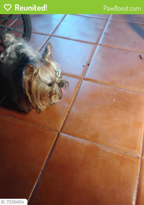 Reunited Male Dog last seen Sparkling lake road, Orangetree, FL 34120