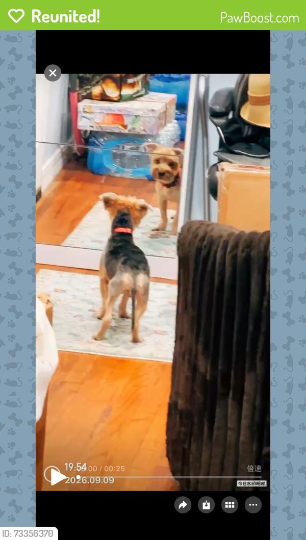 Reunited Male Dog last seen 43-36 Robinson Street, Queens, NY 11355