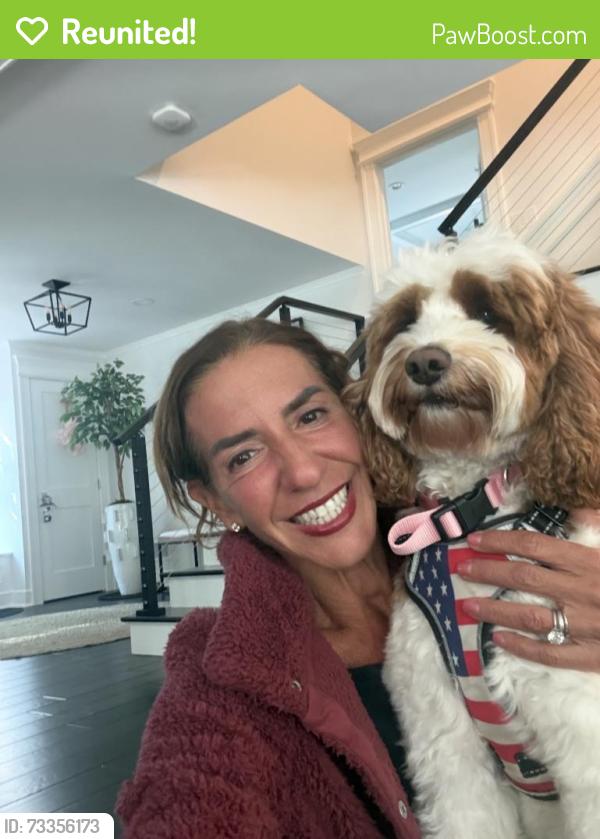 Reunited Female Dog last seen Union place and Summit Avenue, Summit, NJ 07901