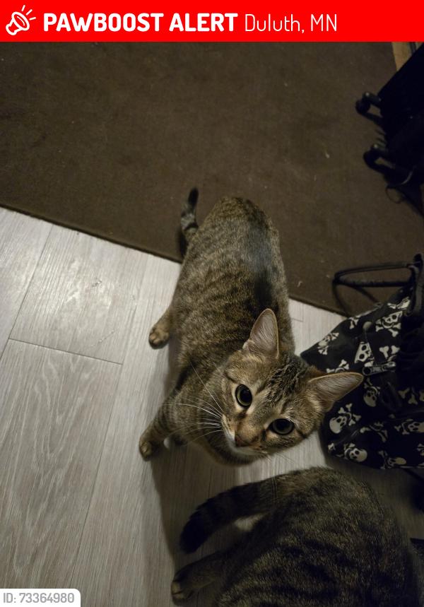 Lost Female Cat last seen Howard gnesen or Drake Rd, Duluth, MN 55803
