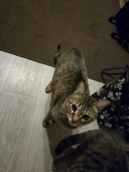 Lost Female Cat last seen Howard gnesen or Drake Rd, Duluth, MN 55803