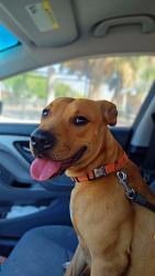Lost Male Dog last seen West Jefferson and 4th, Brownsville, TX 78520