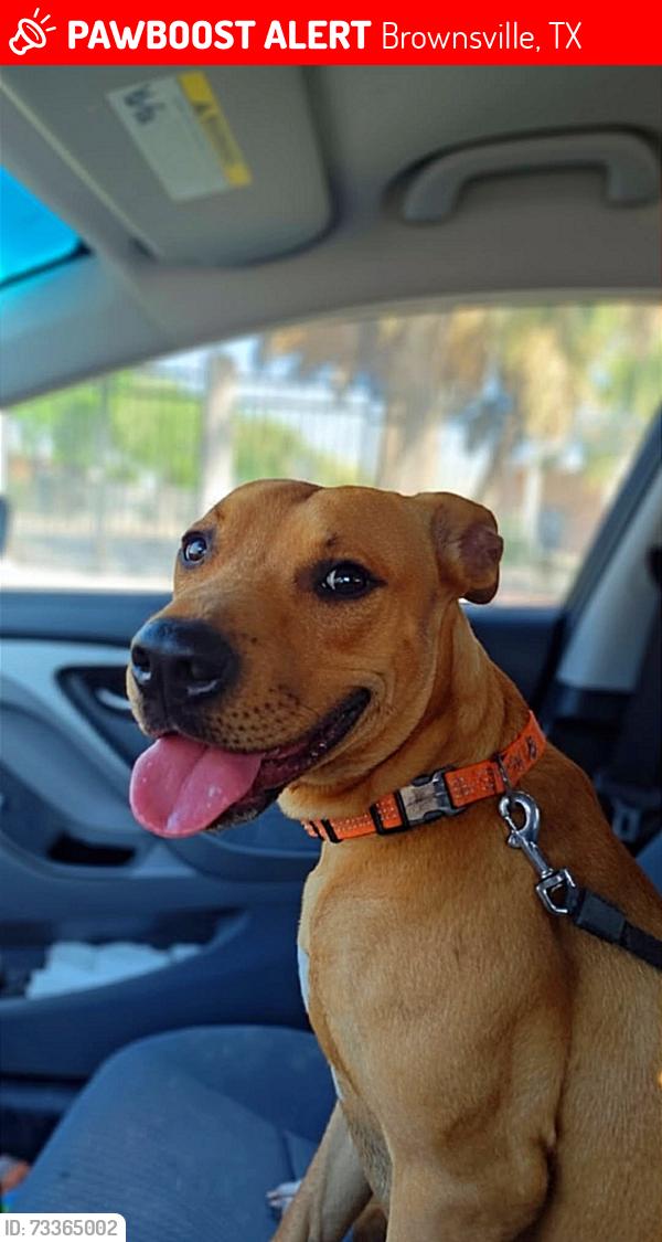 Lost Male Dog last seen West Jefferson and 4th, Brownsville, TX 78520
